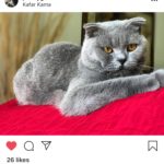 Cinnamon British Shorthair Cats: What They Look Like, How Rare They Are, and More