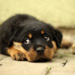sad puppy