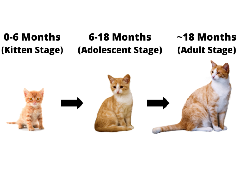 cat growth chart