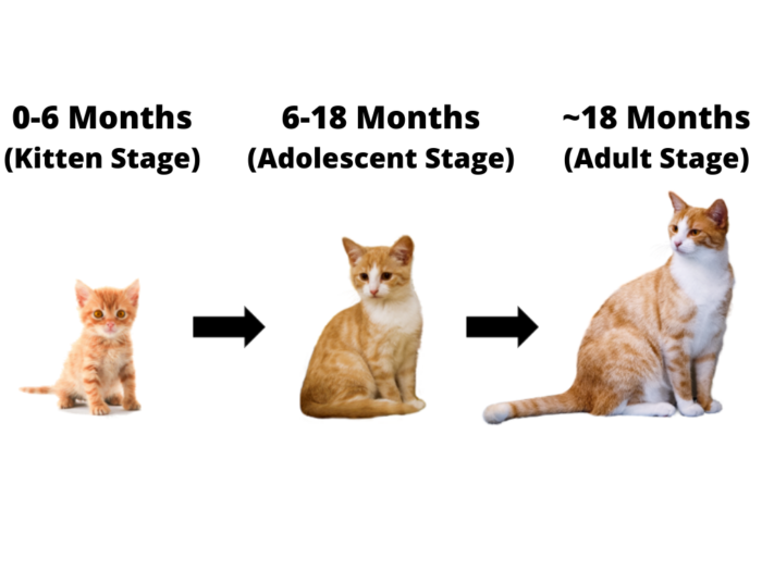 Is Your Cat Growing Properly? When Do Cats Stop Growing? What Age Do