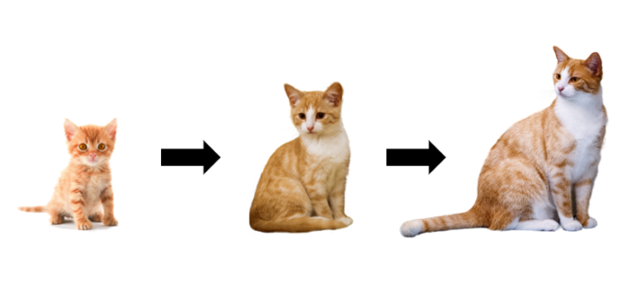 Siamese Kitten Growth Chart