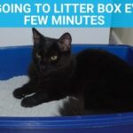cat going to litter box every few minutes