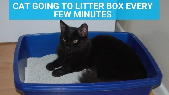 cat going to litter box every few minutes