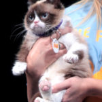legacy of grumpy cat