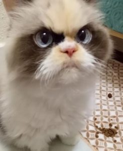 kitten grumpy cat