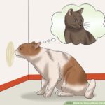 why do male cats spray