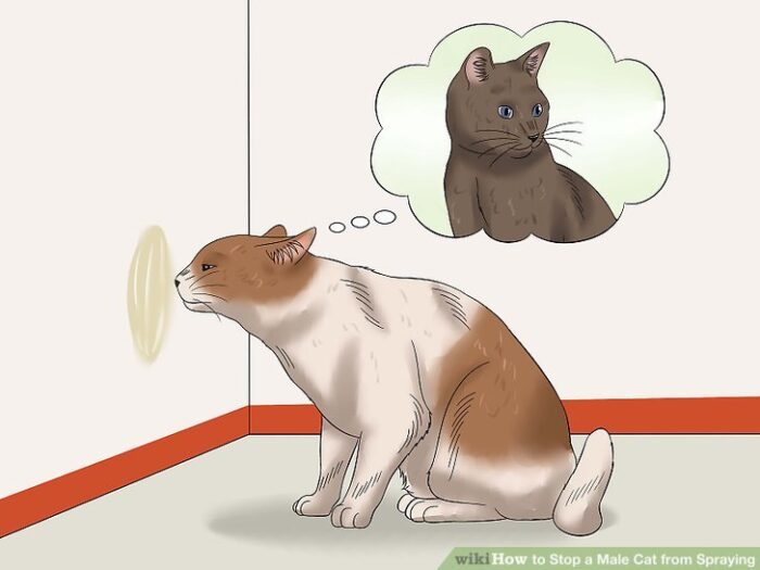 why do male cats spray