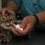 cat medicine