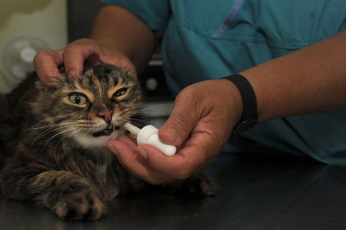 Can You Buy Cat Medicine Online? All you need to know about cat