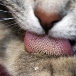 magnified cats tongue