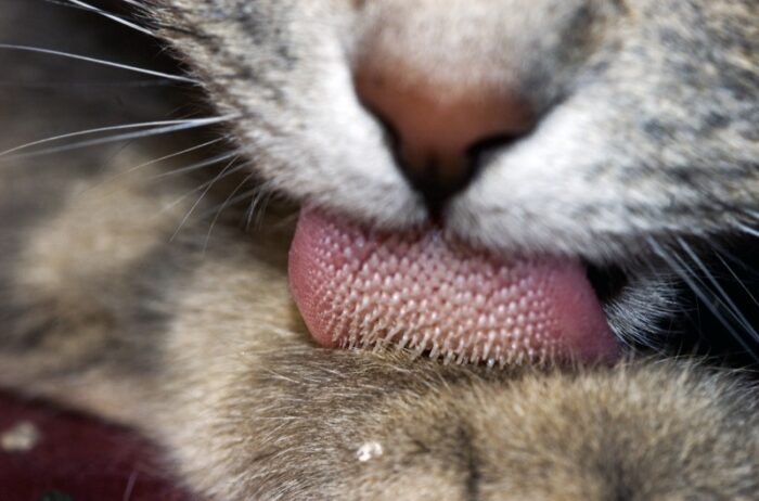 magnified cats tongue