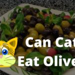 can cats eat olives