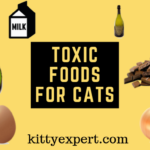 what can cats not eat