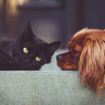 cat and dog