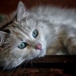 distemper in cats