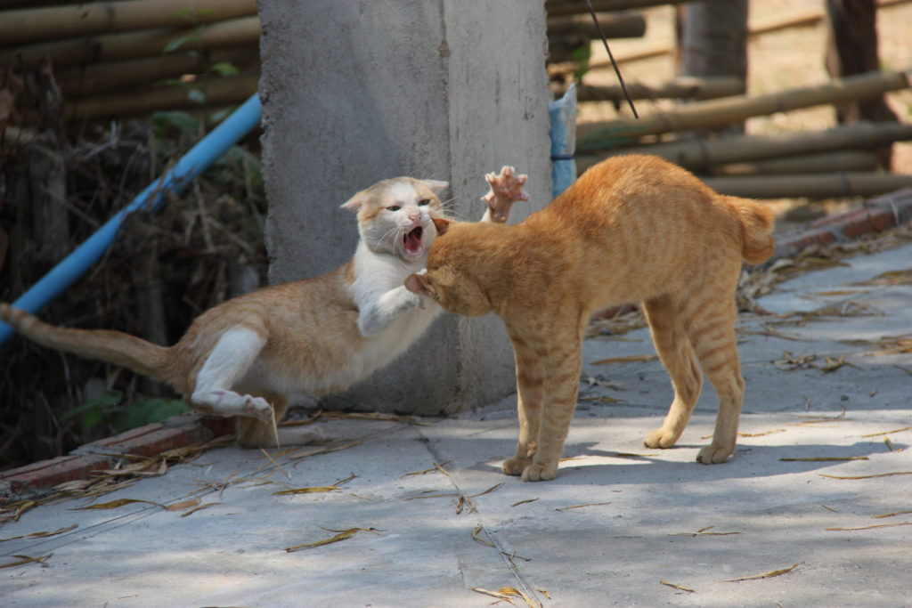 why do cats fight picture of cat fight