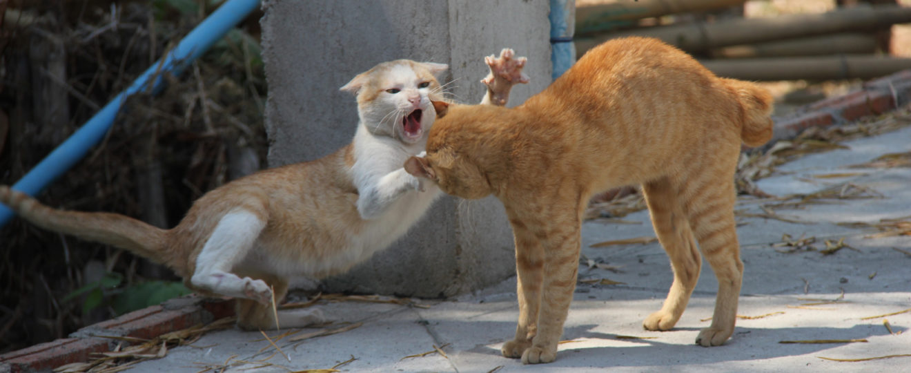 MUST READ! The Real Reason Why Do Cats Fight How to Stop Cats From