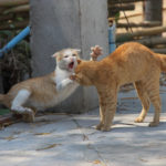 why do cats fight picture of cat fight