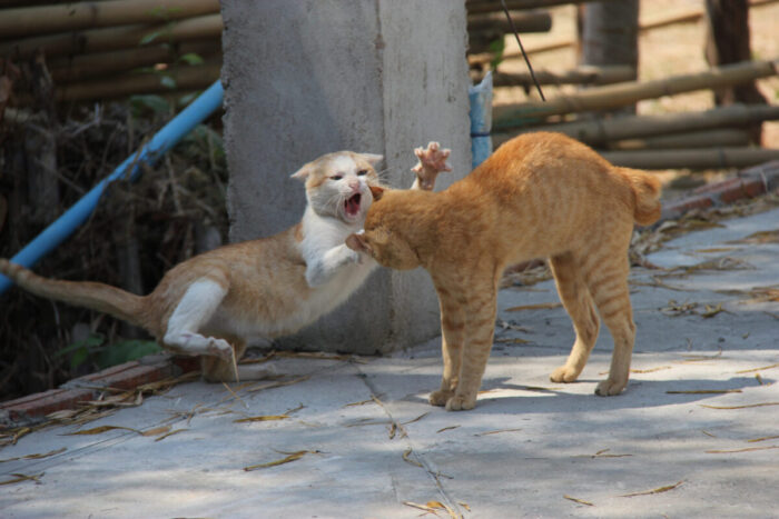 MUST READ!: The Real Reason Why Do Cats Fight: How to Stop Cats From