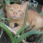 Why do Cats Run Away? How to stop your cat from running away and what to do if it does