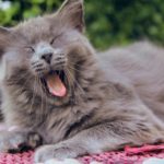 Can Cats Get Colds From Humans?