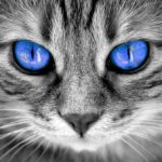 my cats eyes are watering