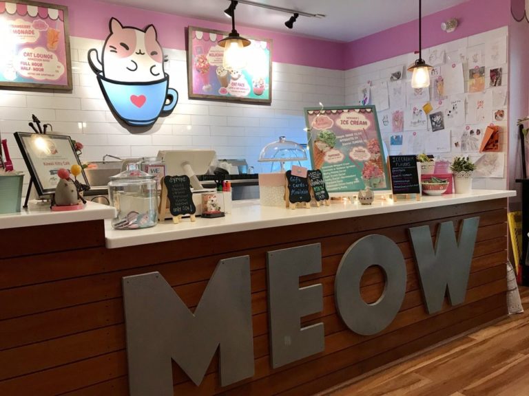 Cat Café What are they and is there a Cat Cafe near me?