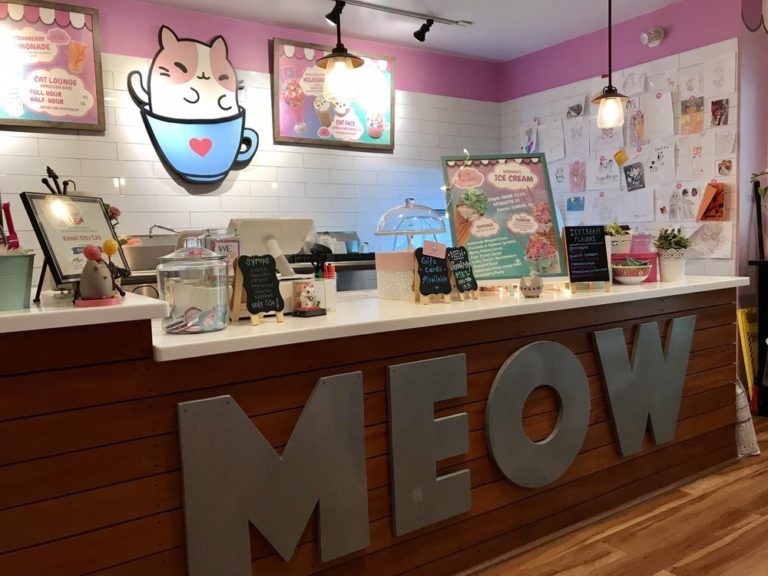  Cat  Caf  What are they and is there a Cat  Cafe  near me 