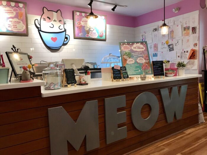 Cat Café: What are they and is there a Cat Cafe near me? - KittyExpert.com