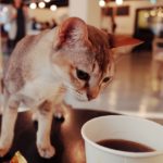cat cafe