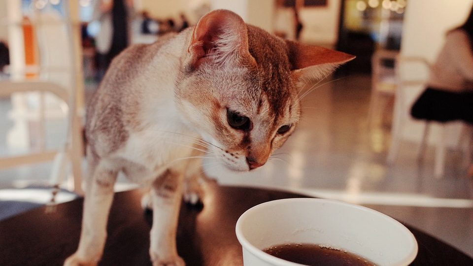 Cat Cafe Jobs Near Me