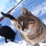 cat in snow