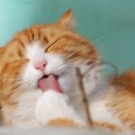 cat licking itself