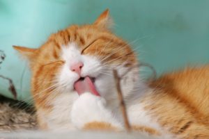 cat licking itself