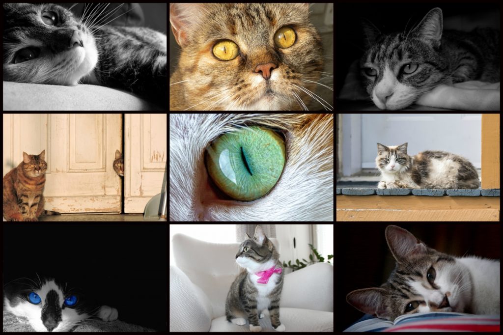 collage of different cat breeds
