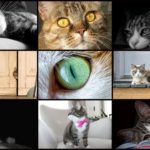 collage of different cat breeds