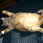 fat cat