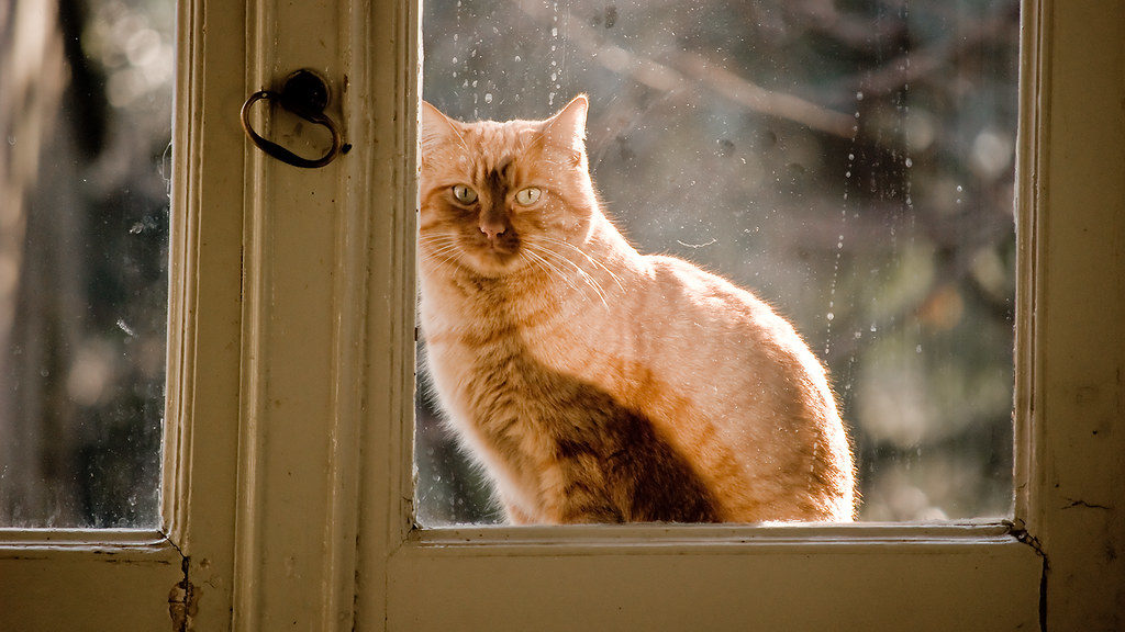 indoor cat in window