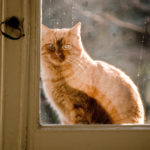indoor cat in window