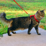 cat on a leash