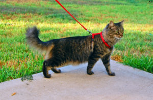 cat on a leash