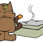 megacolon in cats