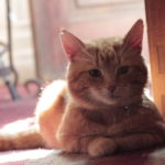 cute cat picture