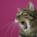 cat coughing