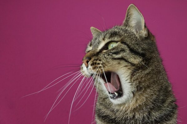 Coughing Cat: Symptoms, Diagnosis, and Treatment for a Coughing Cat ...