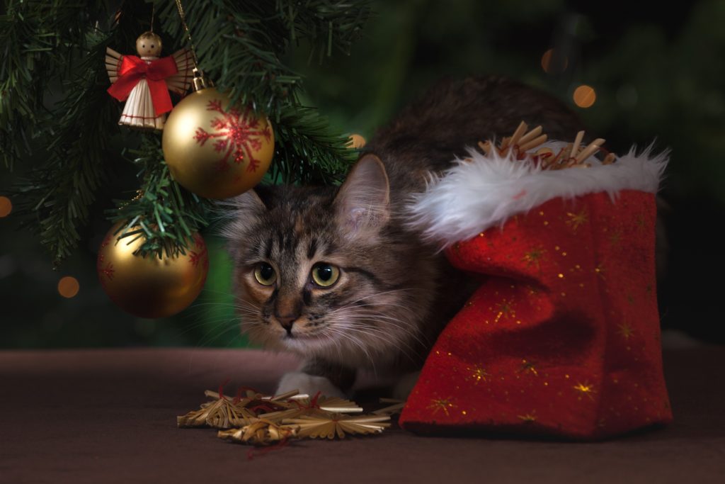 Christmas present for cats
