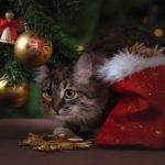 Christmas present for cats