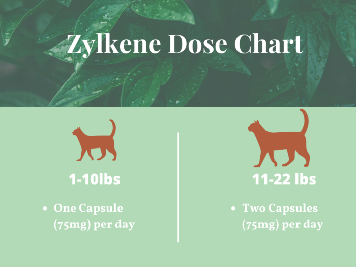 Zylkene for Cats Reviews and Cheapest Price The Kitty Expert