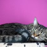 tired cat