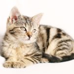 cat allergies